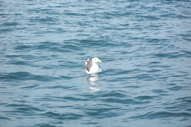 bird says,"c'mon guys give me some squid for lunch"