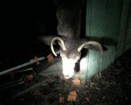 deer4.jpg