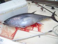 tuna 004 (Medium).JPG