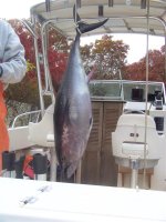 tuna 007 (Medium).JPG