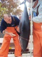 tuna 025 (Medium).JPG