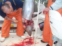 tuna 028 (Medium).JPG