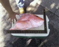 snapper.jpg