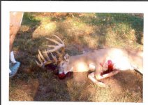 deer1.jpg