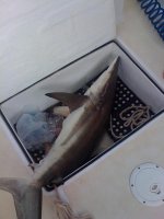 first fish.jpg