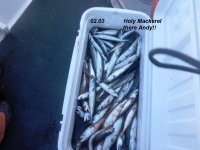 Mackerel Xlarge cooler.JPG