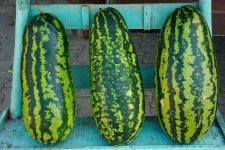 Freshly-Harvested-Watermelons-768x512.jpg