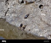 fiddler-crabs-living-in-a-muddy-bank-at-the-kayak-launching-area-at-the-eastern-shore-of-virgi...jpg
