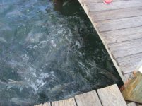 Keys Vacation - 2011 021.jpg