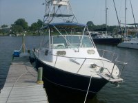 shark 008a.jpg