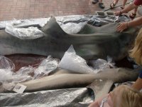 shark 005a.jpg