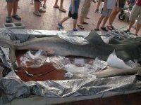 shark 007a.jpg