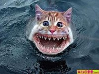 funny-pictures-shark-cat-0YB.jpg