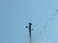 Homasassa Scalloping 9-18-11 025.jpg