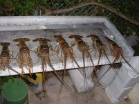 Keys Lobster 2012 Mini 008.jpg