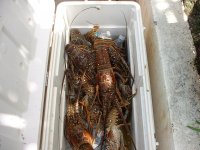 Keys Lobster 2012 Mini 003.jpg