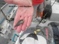 09.06.2012 - Joe's Sea Bass.jpg