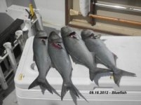 09.16.2012 - Bluefish.jpg
