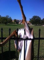 63833d1350653864t-deer-pic-make-u-cringe-a5atf7zcuaenfvf-jpg.jpg
