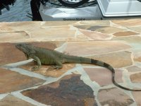 Keys Vacation 2013 046.jpg