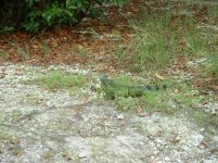 Keys Vacation 2013 005.jpg