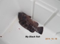 10.18.2014 - Georges Black fish.jpg