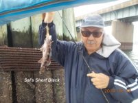 10.18.2014 - Sals Short Black.jpg