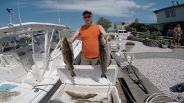 Cod-pollock.jpg