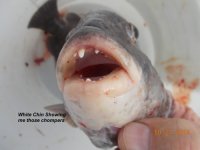 10.27.2015 - White Chin Showing his teeth.jpg