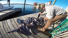 fish nov 2015-dock1.jpg