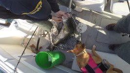 sofie_bass_nov15.jpg