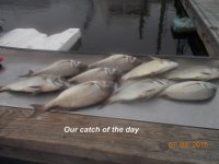 07.08.2016 - Our catch of the day.jpg