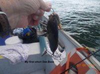 07.08.2016 - My first short Sea Bass.jpg
