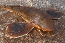 sea robin.jpg