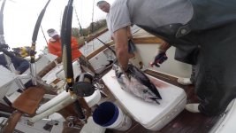 2016 tuna001.jpg