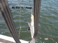 08.13.2017 - My first 13 inch Porgy.JPG