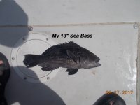 08.27.2017 - My 13 inch Sea Bass.JPG
