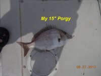 08.27.2017 - My 15 inch Porgy.JPG