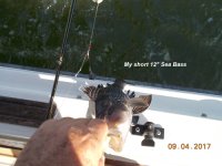 09.04.2017 - My short 12 inch Sea Bass.JPG