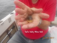 09.16.2017 - Sal's baby Blow fish.JPG