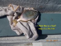 10.18.2017 - I think this is a Jack.JPG