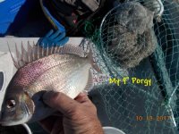 10.18.2017 - My 9 inch Porgy.JPG