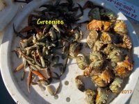 10.27.2017 - Greenies.JPG