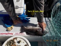 10.27.2017 - Joe's 15 inch short.JPG