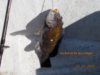 10.31.2017 - My first of the day a keeper.JPG