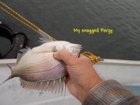 11.07.2017 - My snagged Porgy.JPG