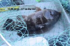 11.08.2016 - 17 inch in the net.jpg