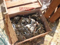 08.26.2011 - Naversink crabs 10 dozen1.jpg