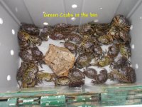 09.12.2018 - Green Crabs in the bin.JPG
