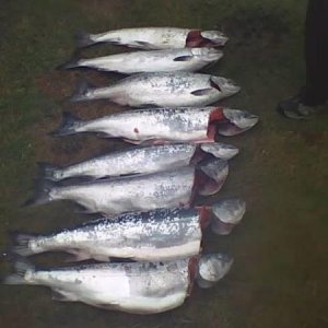 salmon ilwaco 09  Days catch